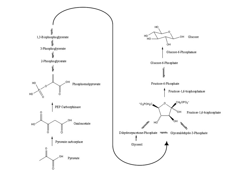 gluconeogenesis